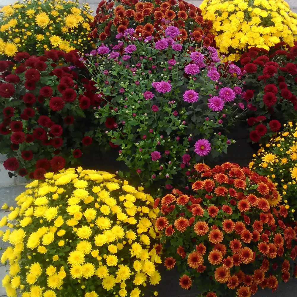 Хризантема «Адалін»