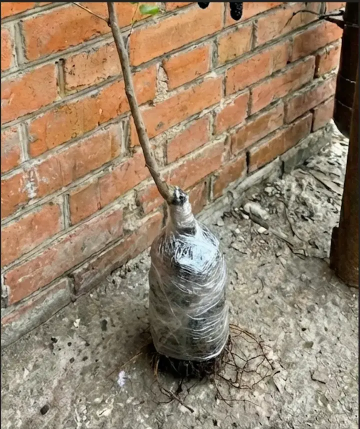 Саджанець шовковиці Чорний Дракон