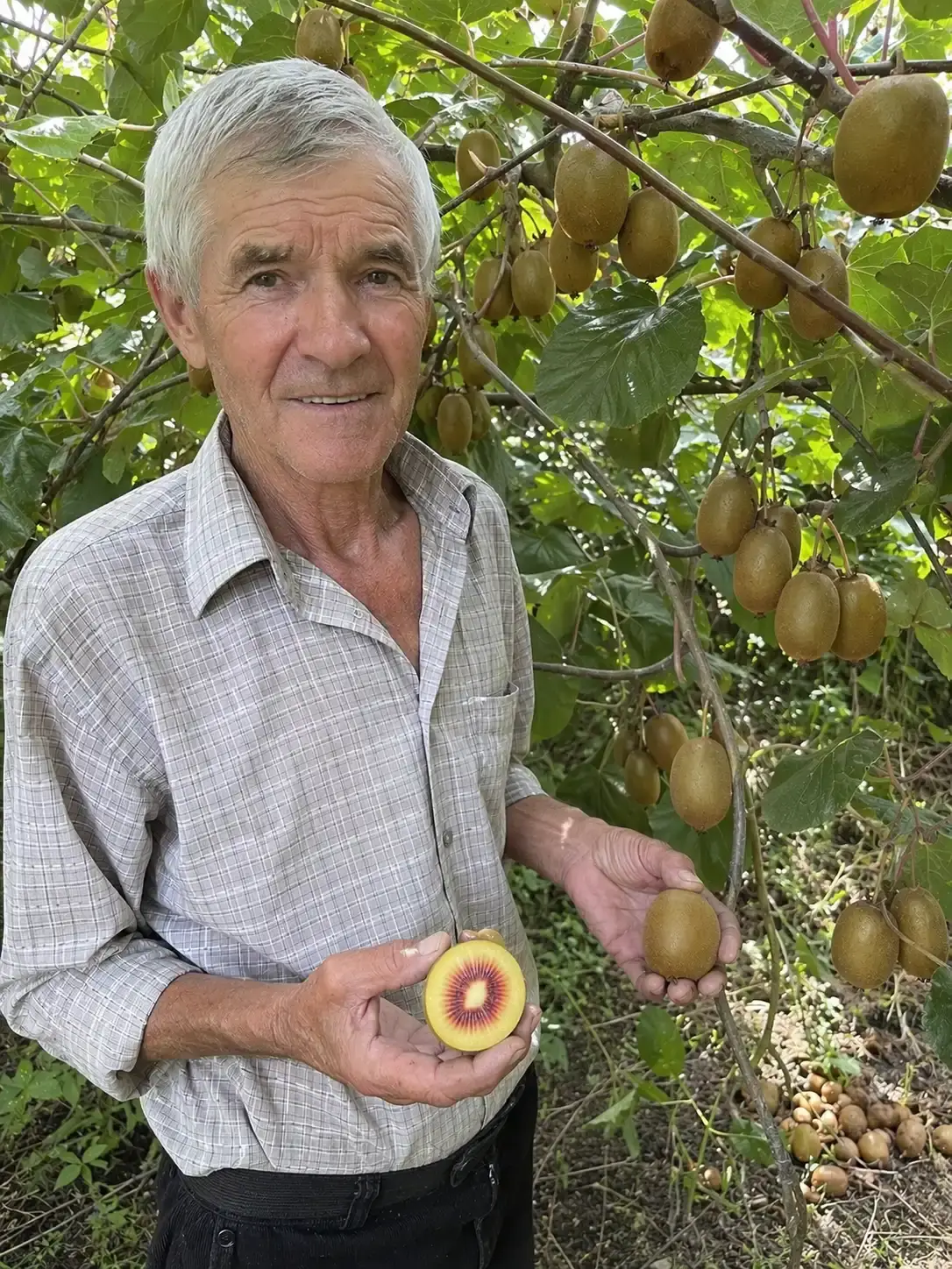 Фото від клієнта — ківі Золотий Рубін